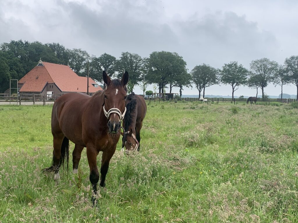 Hynderwurk Paardencoaching